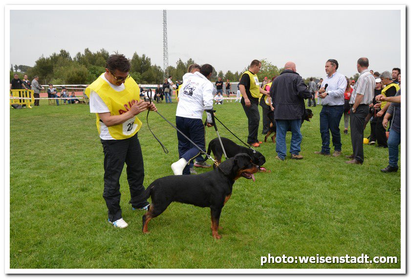 Asia Elite Rott