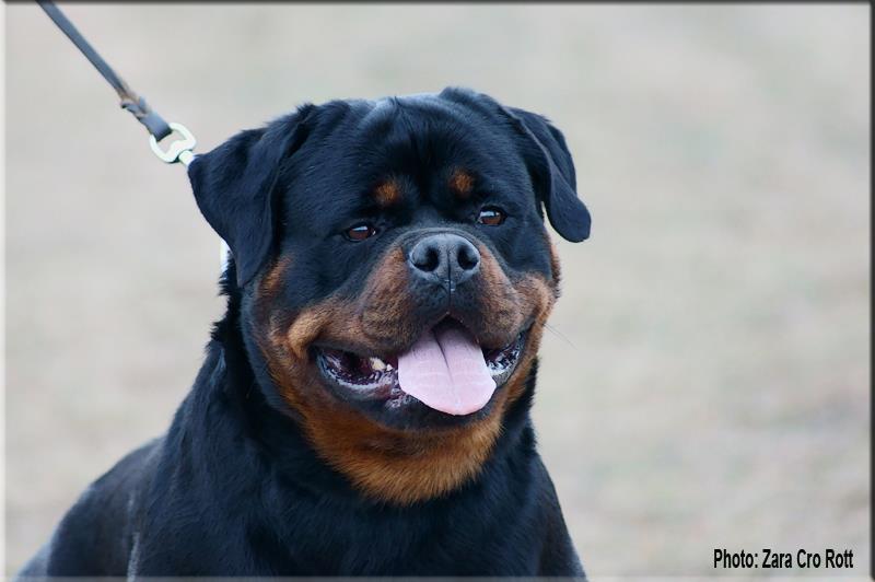 Samson von der Blauen Welle