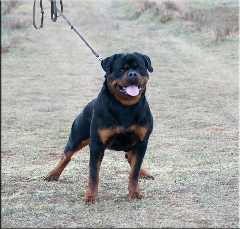 Samson von der Blauen Welle