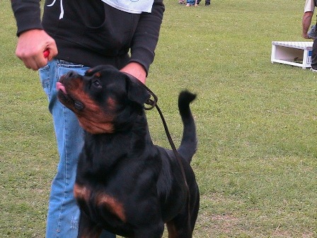 Astor von Junipera on Italian KS 2008