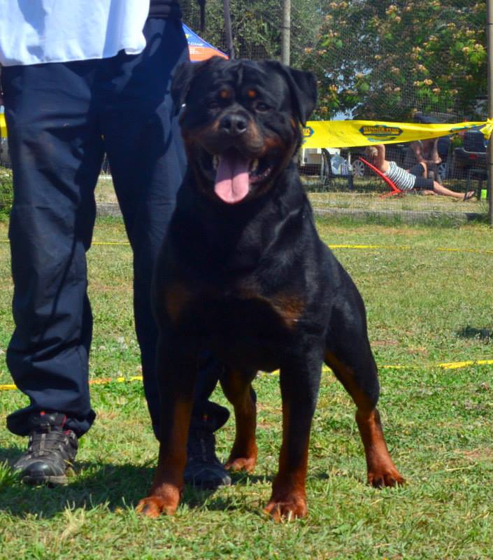 Balou