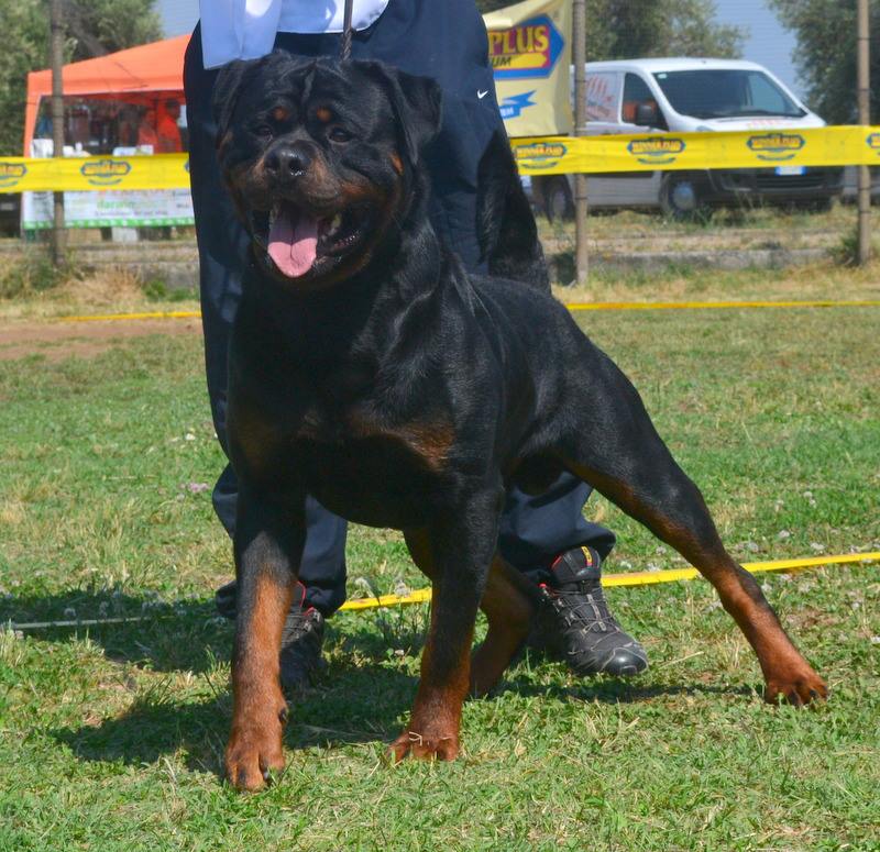 Balou