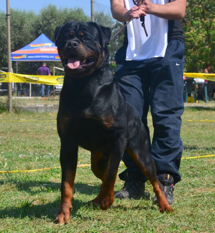 Balou