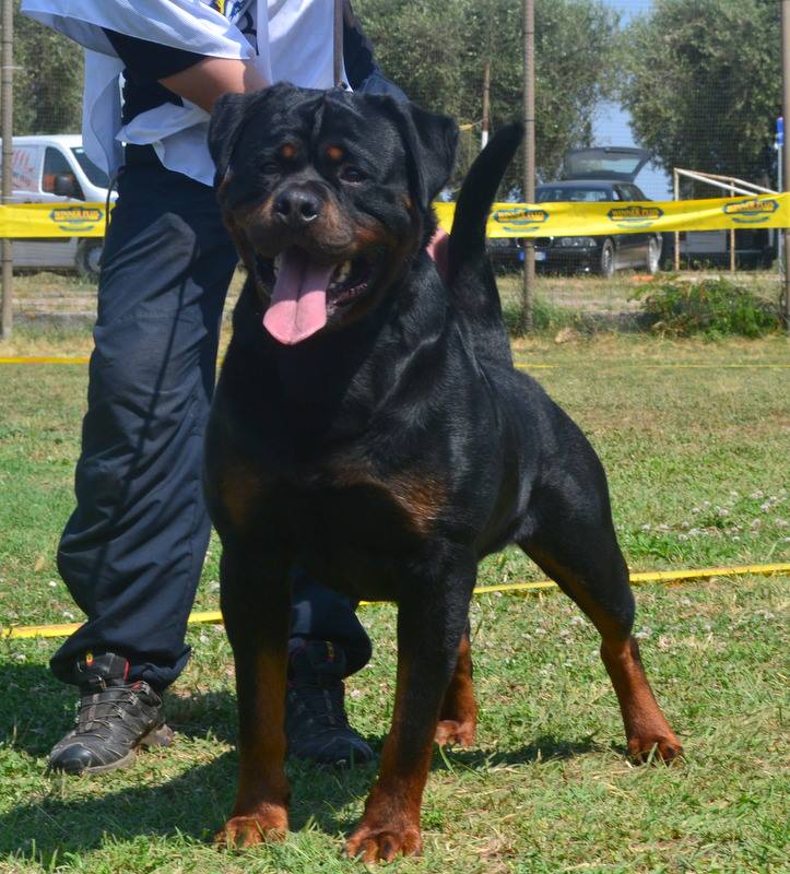 Balou