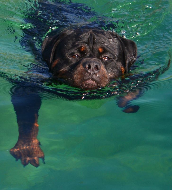Balou