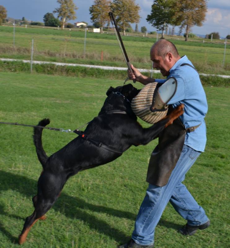 Balou