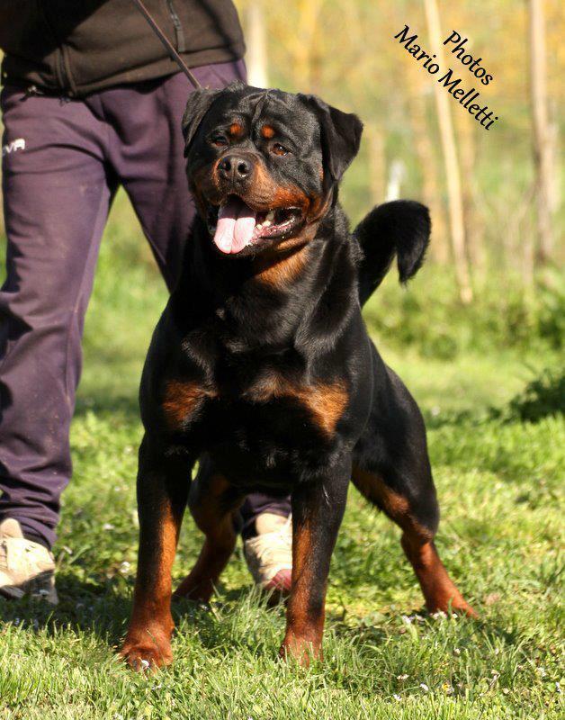Balou