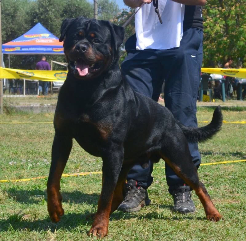 Balou