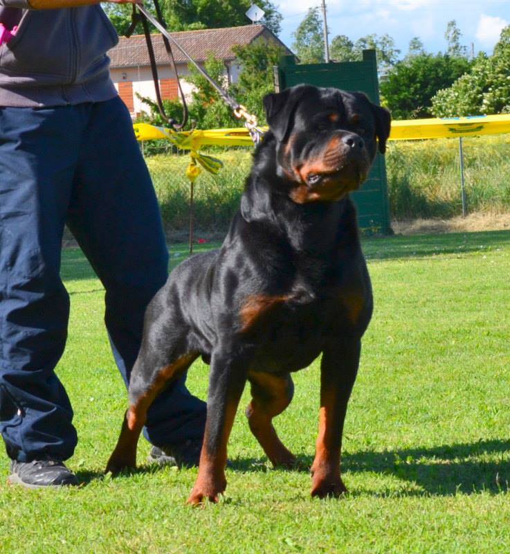 Balou