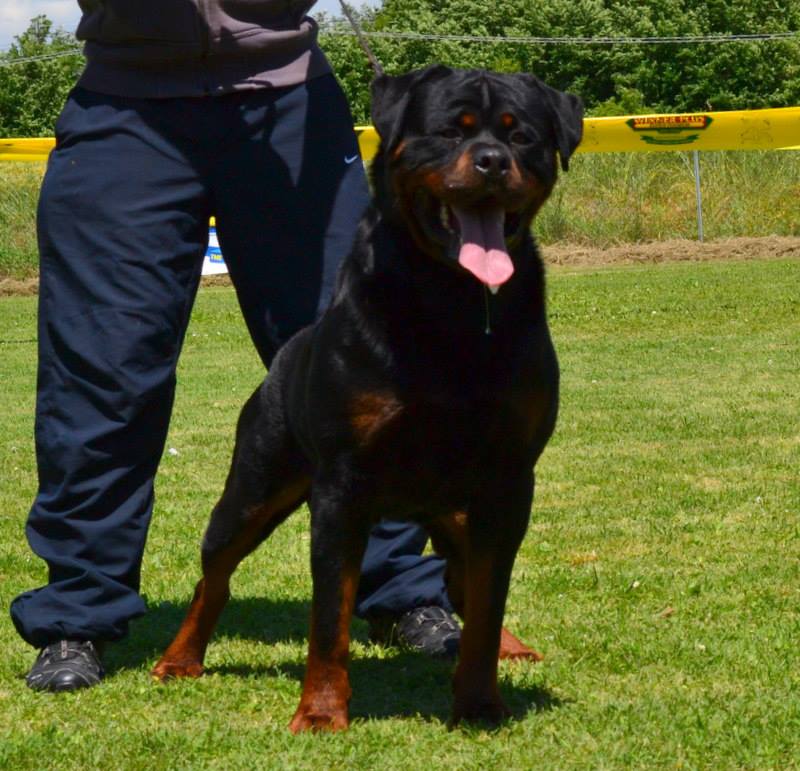 Balou