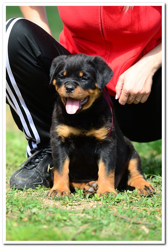 Lola von der Alten Festung