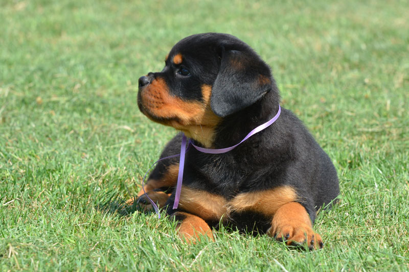 Ruby von der Alten Festung