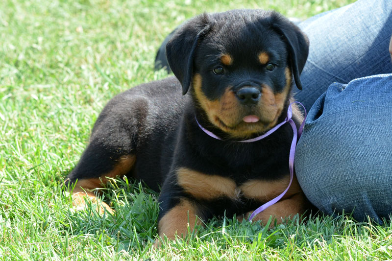 Ruby von der Alten Festung