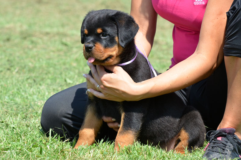 Ruby von der Alten Festung