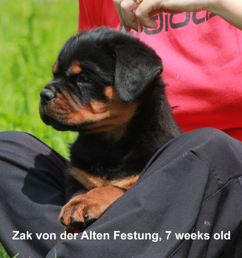 Zak von der Alten Festung